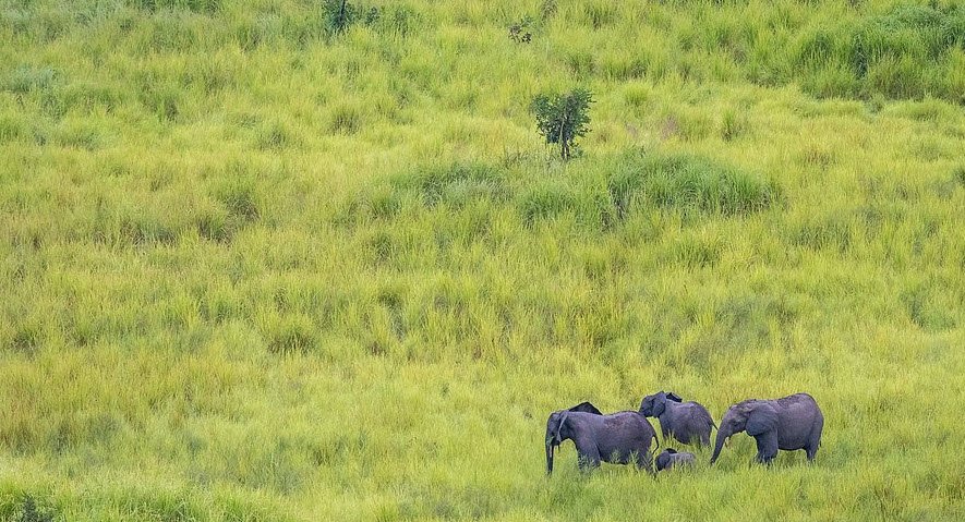 Garamba National Park, Haut-Uele Province, DR Congo